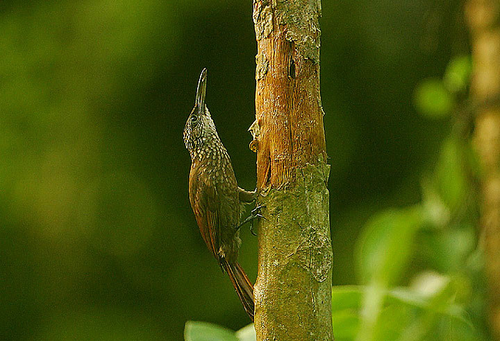 image Cocoa Woodcreeper
